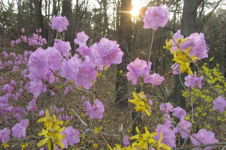[KOREA ENCOUNTERS] ဂာယှန်းတောင်၏ ပန်းပွင့်လှပမှုအောက်က စစ်ပွဲနှင့် အဖွဲ့လိုက်ပဋိပက္ခတို့၏ အရိပ်များ